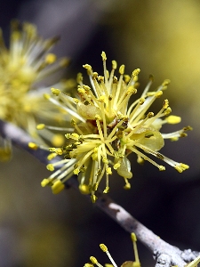 Forestiera pubescens